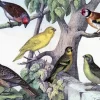 Madame Treacle Birdies - Little Vintage Greeting Card- Greeting Cards