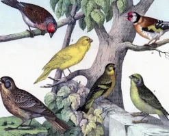 Madame Treacle Birdies - Little Vintage Greeting Card- Greeting Cards