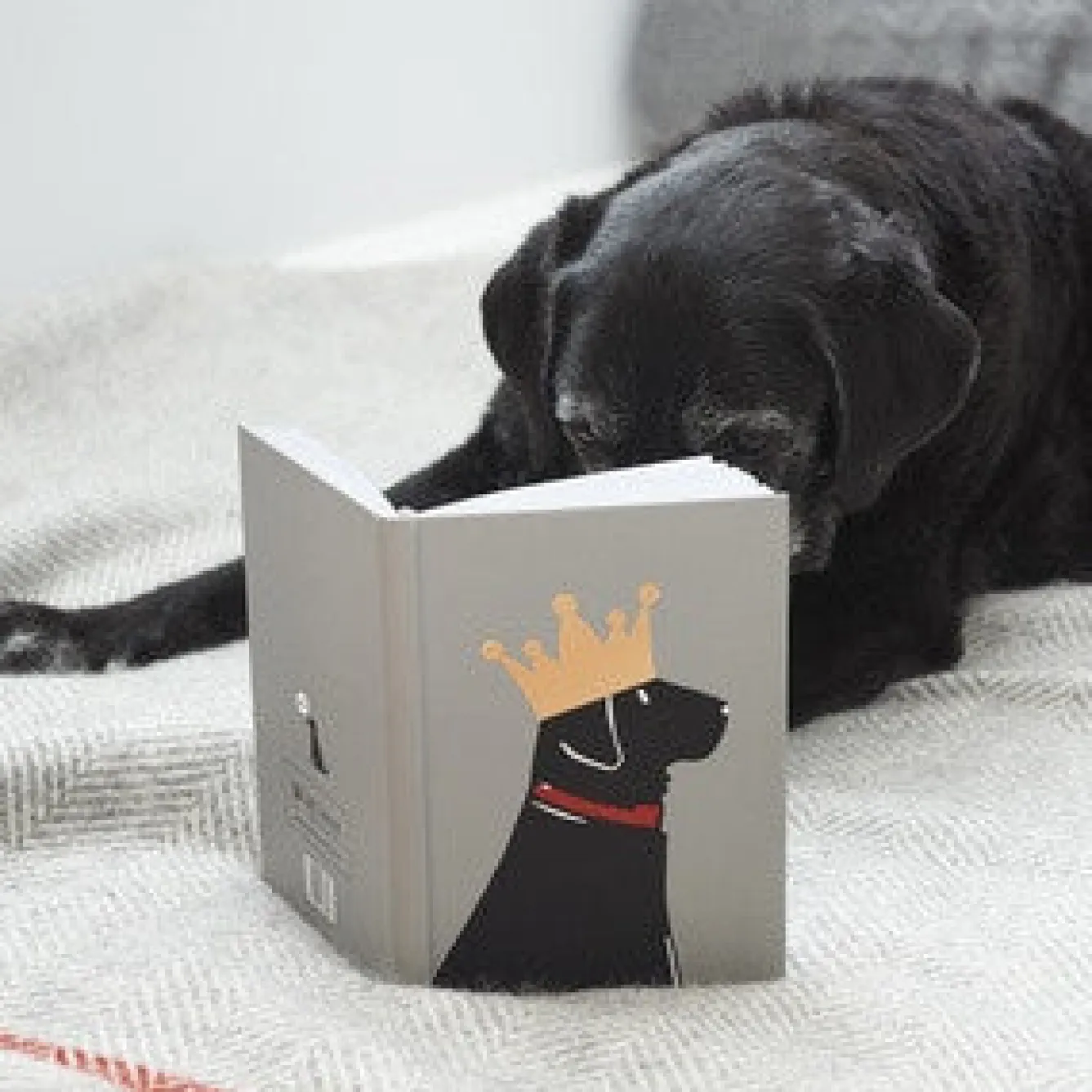 Sweet William Black Labrador Notebook- Stationery