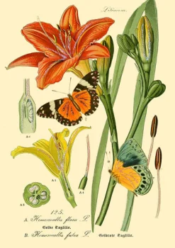 Madame Treacle Botanical N0:3 Greetings Card- Greeting Cards