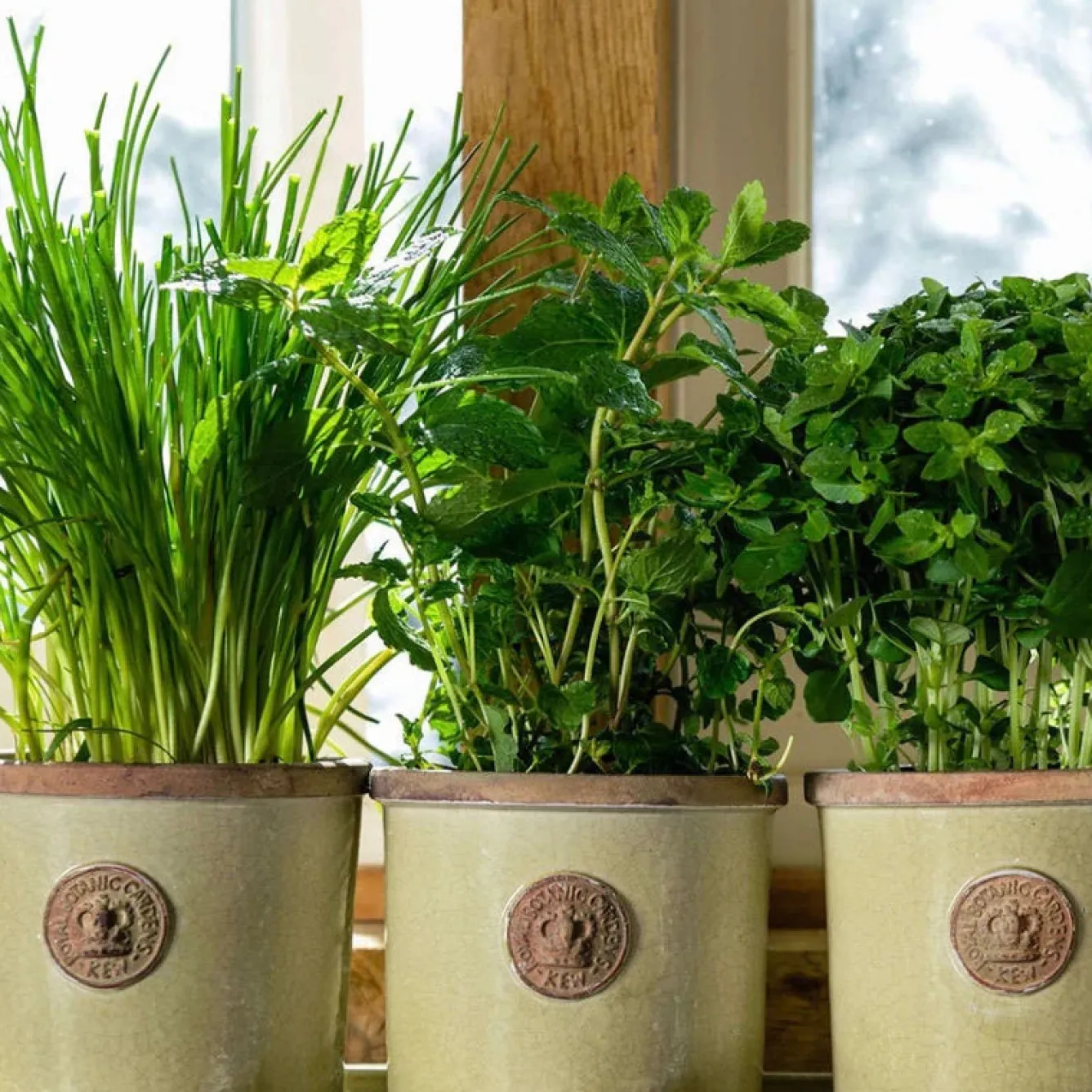 Kew Gardens Planters Chelsea Kew Gardens Round Herb Pot- Gardening