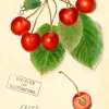 Madame Treacle Cherry Greetings Card- Greeting Cards