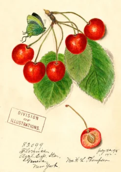 Madame Treacle Cherry Greetings Card- Greeting Cards