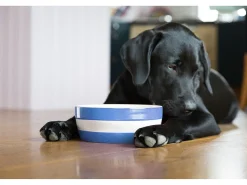 Cornishware Dog Bowl- Pets|Bowls & Dishes