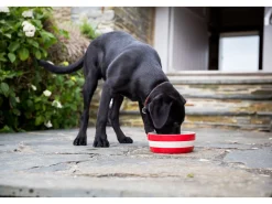 Cornishware Dog Bowl- Pets|Bowls & Dishes