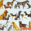 Emma Bridgewater DOGS Paper Napkins- Picnic|Napkins