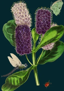 Madame Treacle Dragonfly Greetings Card- Greeting Cards