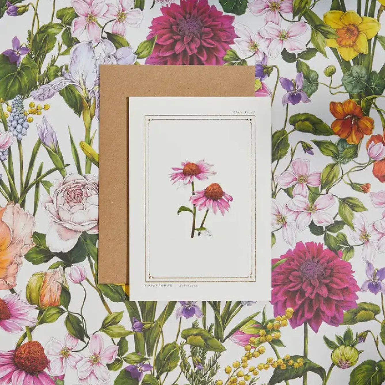 Catherine Lewis Echinacea - 'Botanical Archive: Everyday Edition' - card- Greeting Cards