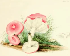 Madame Treacle Four Mushrooms- Little Vintage Greeting Card- Greeting Cards