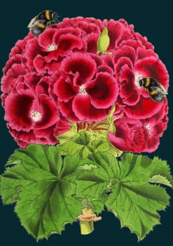 Madame Treacle Geranium Bee Greetings Card- Greeting Cards