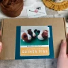 Bergin & Bath Guinea Pigs Needle Felting Kit- Crafts