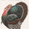 Madame Treacle Happy Thanksgiving Greeting Card- Greeting Cards
