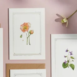 Catherine Lewis Icelandic Poppy - 'Botanical Archive: Everyday Edition' - card- Greeting Cards