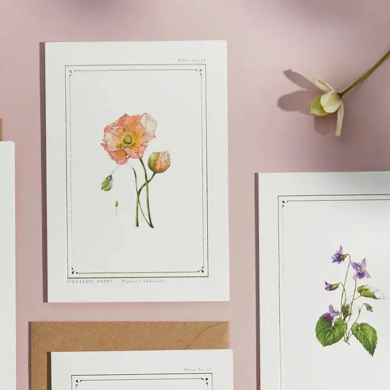 Catherine Lewis Icelandic Poppy - 'Botanical Archive: Everyday Edition' - card- Greeting Cards