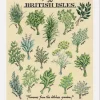 Kelly Hall Designs Kelly Hall Fresh Herbs Print- Art