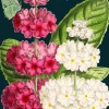 Madame Treacle Ladybird Greetings Card- Greeting Cards