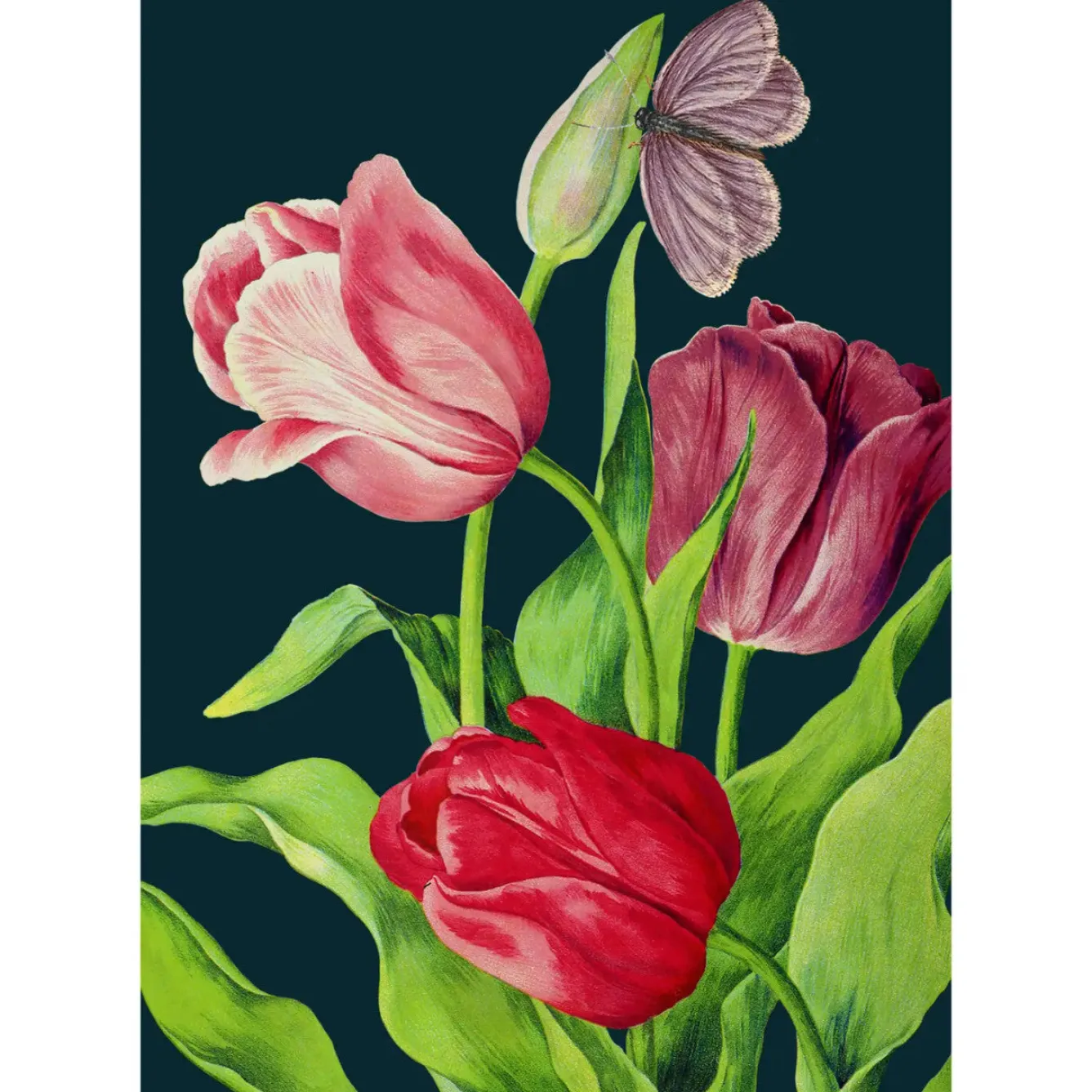 Madame Treacle Midnight Tulips Card- Greeting Cards
