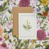 Catherine Lewis Mimosa - 'Botanical Archive: Everyday Edition' - card- Greeting Cards