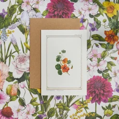 Catherine Lewis Nasturtium - 'Botanical Archive: Everyday Edition' - card- Greeting Cards