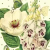 Madame Treacle Peony & Foxglove Glitter Birthday Card- Greeting Cards