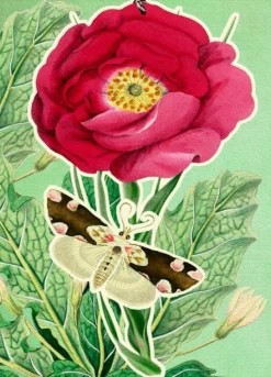 Madame Treacle Peony Fandangle Greetings Card- Greeting Cards