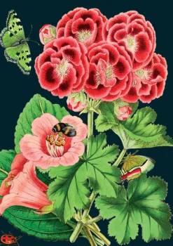 Madame Treacle Pink Geranium Greeting Card- Greeting Cards