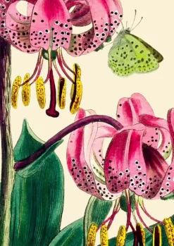 Madame Treacle Pink Lily with Green Butterfly Greetings Card- Greeting Cards
