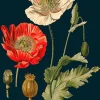 Madame Treacle Poppy Greeting Card- Greeting Cards