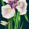Madame Treacle Purple Iris Greetings Card- Greeting Cards