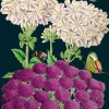 Madame Treacle Purples Greetings Card- Greeting Cards