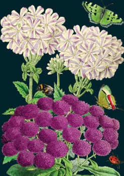 Madame Treacle Purples Greetings Card- Greeting Cards