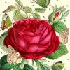 Madame Treacle Rose Glitter Birthday Card- Greeting Cards