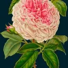 Madame Treacle Rose Greetings Card- Greeting Cards