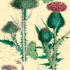 Madame Treacle Thistle Glitter Greetings Card- Greeting Cards