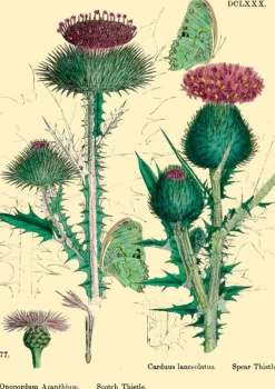 Madame Treacle Thistle Glitter Greetings Card- Greeting Cards