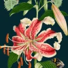 Madame Treacle Tiger Lily Greetings Card- Greeting Cards