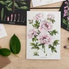 Catherine Lewis Tree Peony - card- Greeting Cards