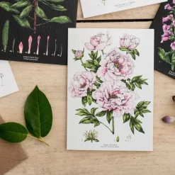 Catherine Lewis Tree Peony - card- Greeting Cards