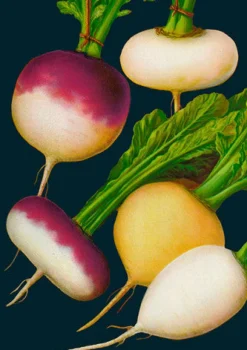 Madame Treacle Turnip Greetings Card- Greeting Cards