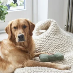 Sweet William Tweed Dog Bone Shaped Dog Toy - Green- Pets