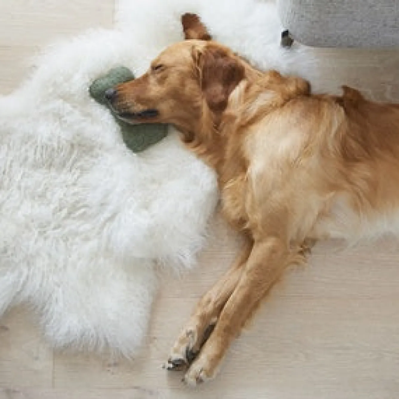 Sweet William Tweed Dog Bone Shaped Dog Toy - Green- Pets