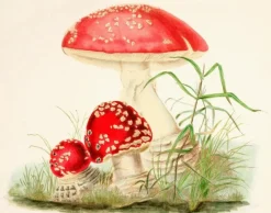 Madame Treacle Woodland Mushrooms - Little Vintage Greeting Card- Greeting Cards